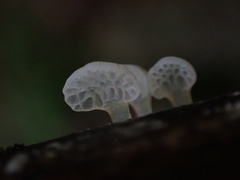 Favolaschia nipponica