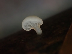 Favolaschia nipponica