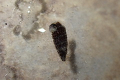 Cerithiopsis