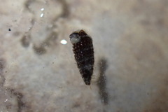 Cerithiopsis