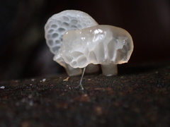 Favolaschia nipponica