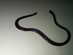 Liotyphlops ternetzii