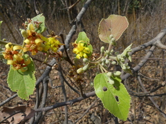 Grewia tiliifolia