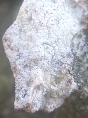 Pertusaria plittiana