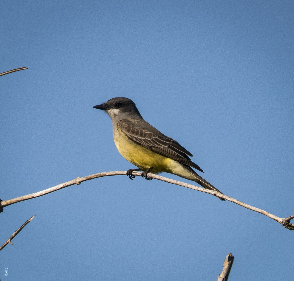 cassin-s-kingbird-from-point-loma-heights-san-diego-ca-usa-on
