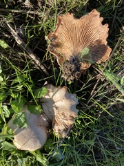Clitocybe brunneocephala
