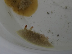 Acanthodoris nanaimoensis