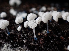 Mycena lazulina