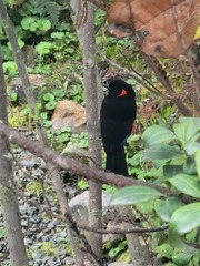 Anisognathus igniventris