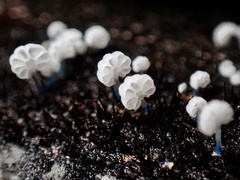 Mycena lazulina