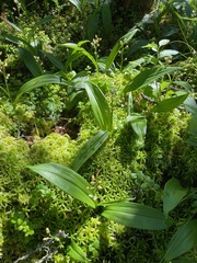 Maianthemum trifolium