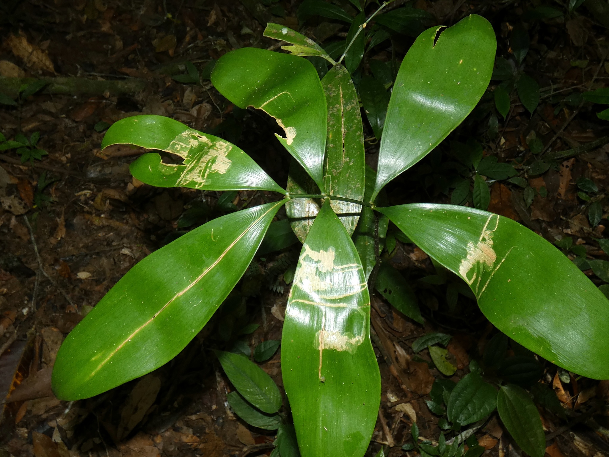 Zamia cunaria