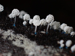 Mycena lazulina
