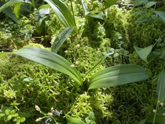 Maianthemum trifolium
