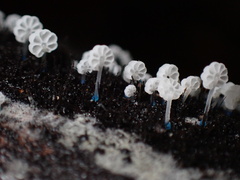 Mycena lazulina