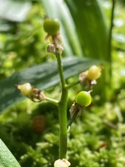 Maianthemum trifolium