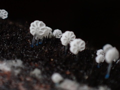 Mycena lazulina