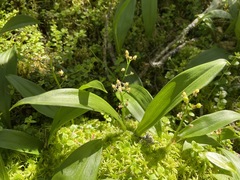 Maianthemum trifolium