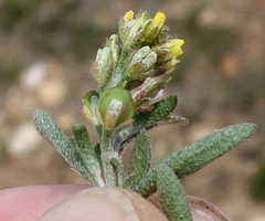 Alyssum desertorum