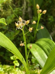 Maianthemum trifolium