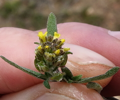Alyssum desertorum