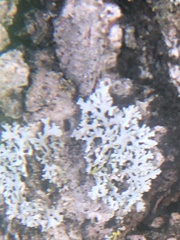 Physcia thomsoniana