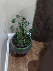 Pilea peperomioides