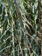 Arundo