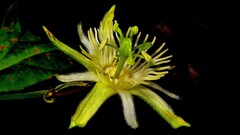Passiflora capsularis