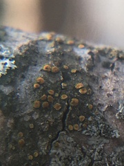 Athallia pyracea