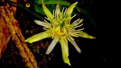 Passiflora capsularis