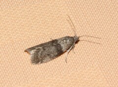 Meroptera pravella