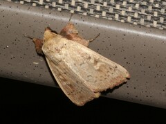 Leucania pseudargyria