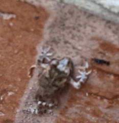 Eleutherodactylus planirostris