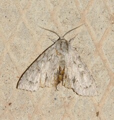 Acronicta rubricoma