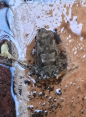 Eleutherodactylus planirostris