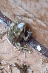 Eleutherodactylus planirostris