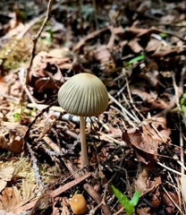 Coprinellus impatiens