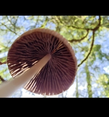 Coprinellus impatiens