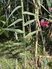 Arundo