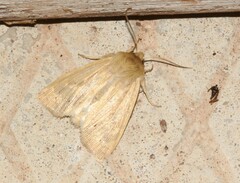 Mythimna oxygala