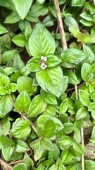 Spermacoce alata