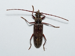 Pachydissus