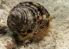 Aniculus ursus