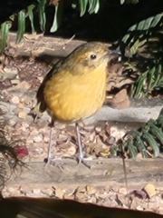 Grallaria quitensis