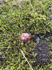 Deconica