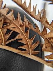 Dryopteris goldieana