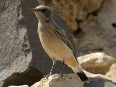 Oenanthe xanthoprymna