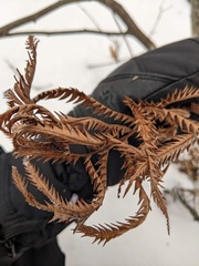 Dryopteris goldieana