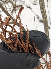 Dryopteris goldieana